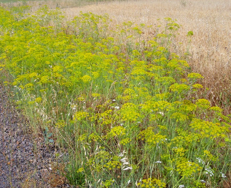 ANETO (ANETHUM GRAVEOLENS)