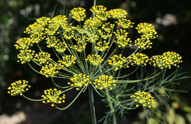 ANETO (ANETHUM GRAVEOLENS)