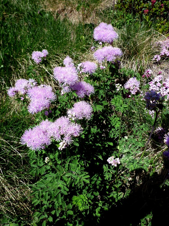THALICTRUM AQUILEGIFOLIUM