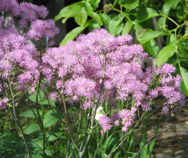 THALICTRUM AQUILEGIFOLIUM