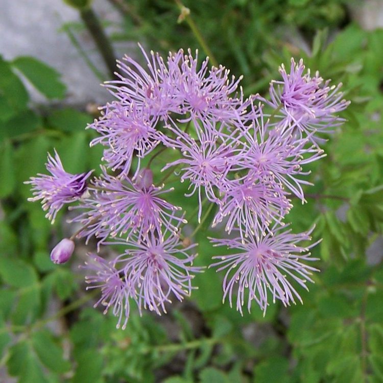 THALICTRUM AQUILEGIFOLIUM