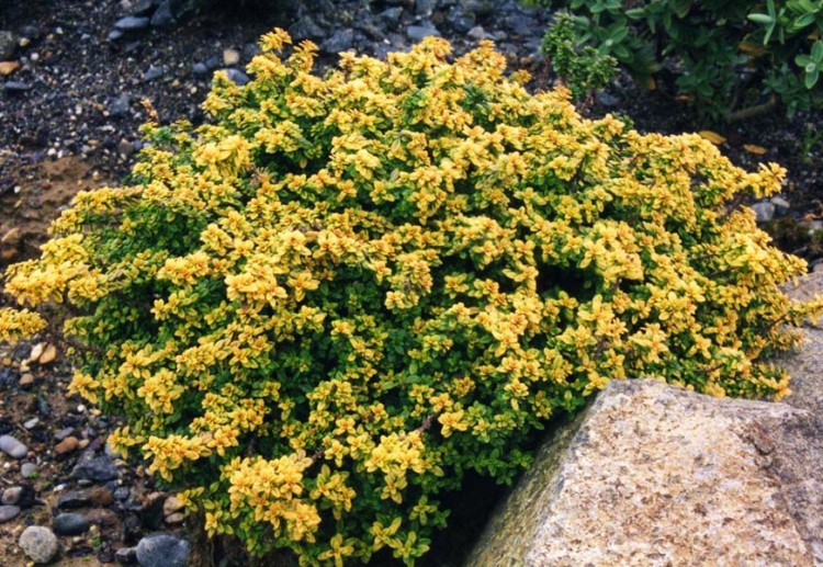 THYMUS X CITRIODORUS AUREUS
