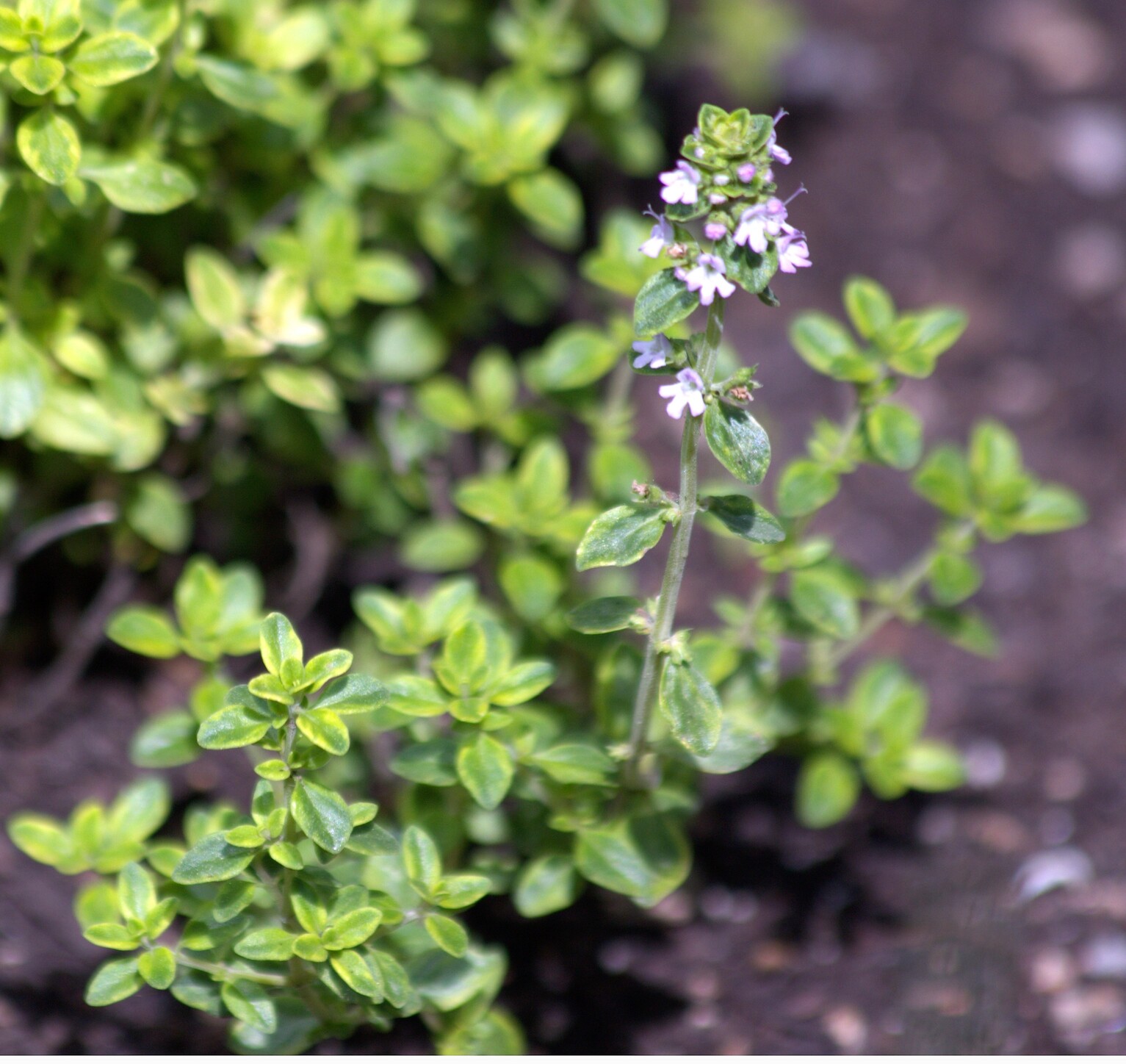 THYMUS X CITRIODORUS AUREUS