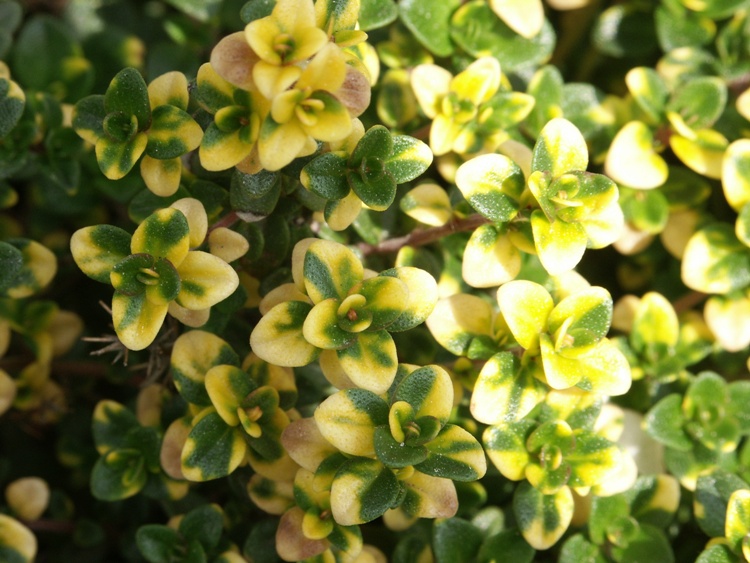 THYMUS X CITRIODORUS AUREUS