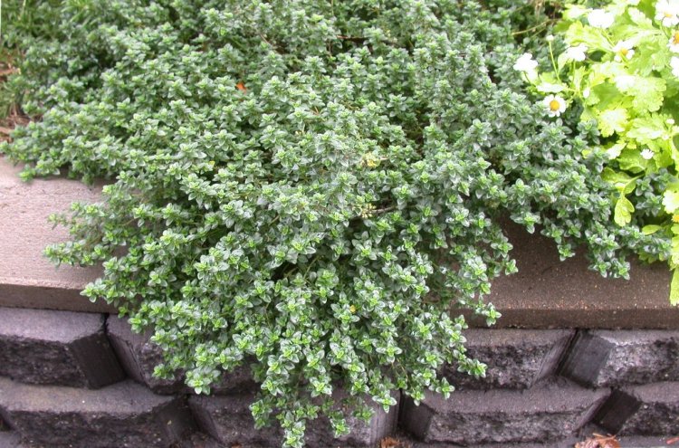 THYMUS X CITRIODORUS DOONE VALLEY