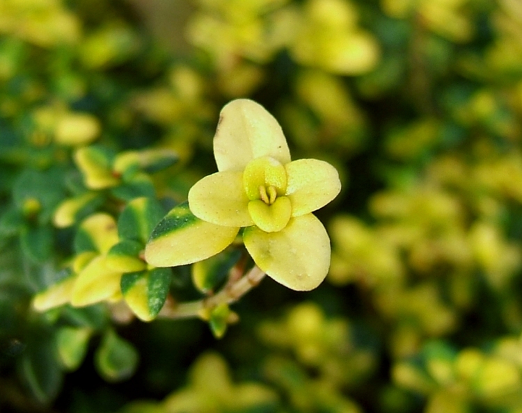 THYMUS X CITRIODORUS DOONE VALLEY