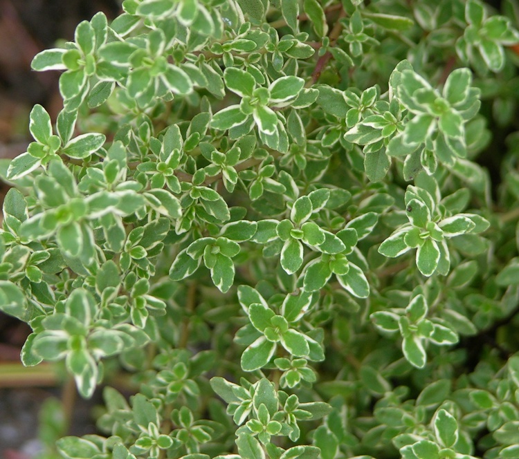 THYMUS X CITRIODORUS SILVER QUEEN