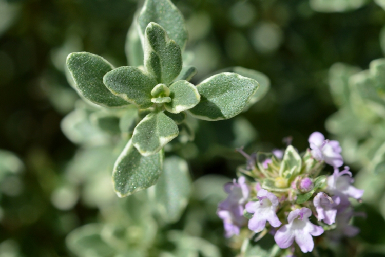 THYMUS X CITRIODORUS SILVER QUEEN