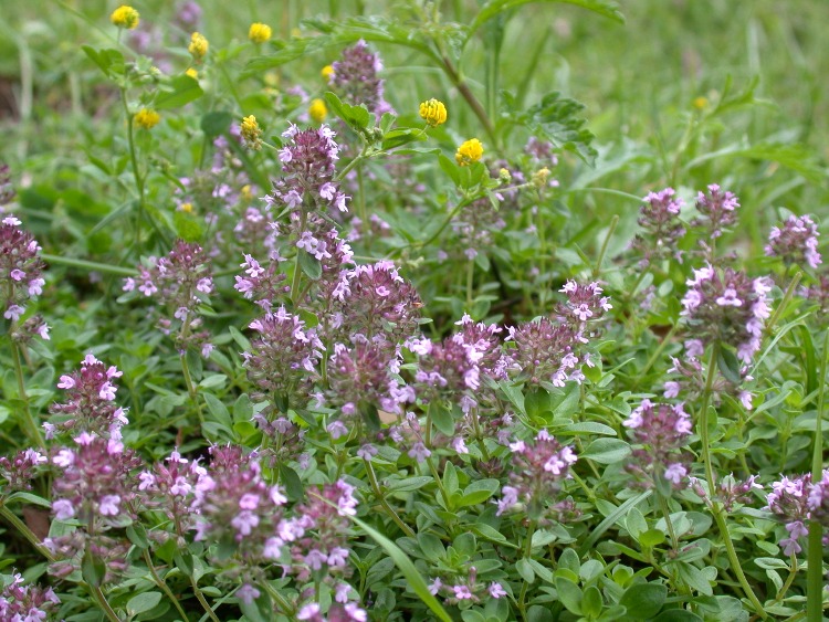 THYMUS LONGICAULIS