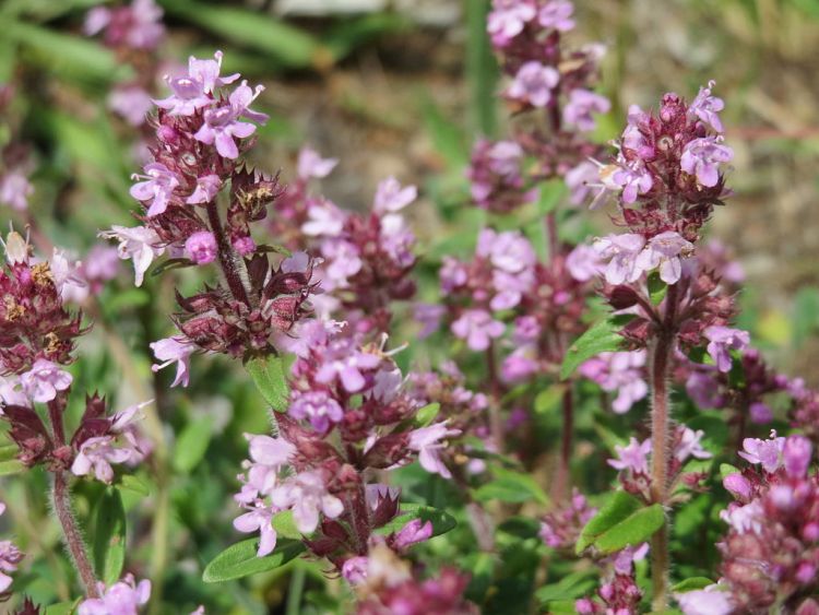 THYMUS LONGICAULIS