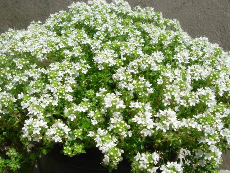 THYMUS PRAECOX ALBUS