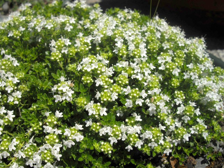 THYMUS PRAECOX ALBUS