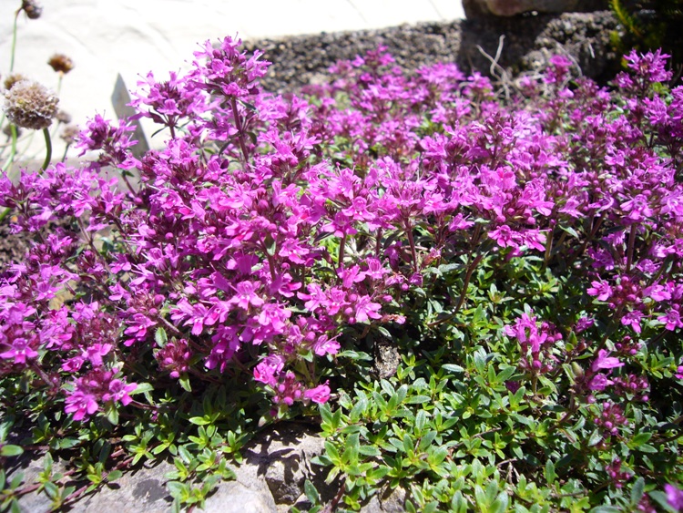 THYMUS PRAECOX ATROPURPUREA