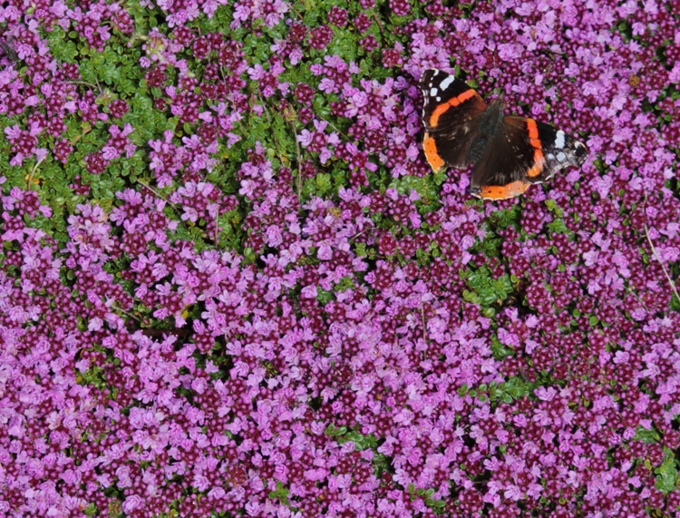 THYMUS PRAECOX ATROPURPUREA