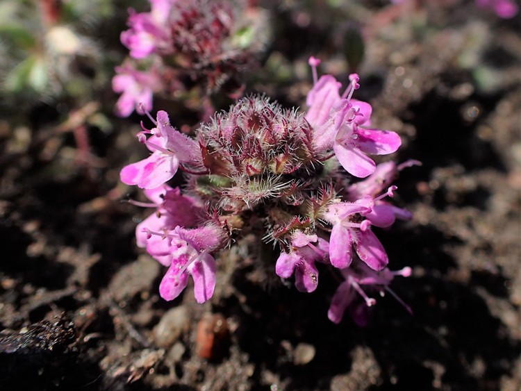 THYMUS PRAECOX ATROPURPUREA