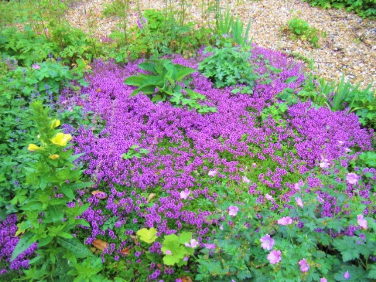 THYMUS PRAECOX COCCINEUS