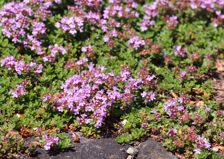 THYMUS PRAECOX COCCINEUS