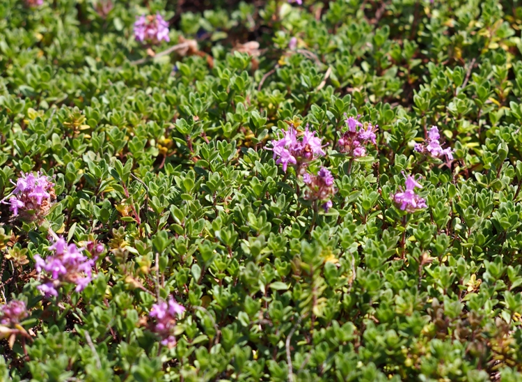 THYMUS PRAECOX COCCINEUS