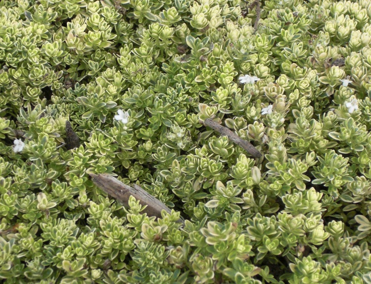 THYMUS PRAECOX HIGHLAND CREAM
