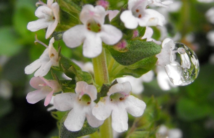 THYMUS PRAECOX HIGHLAND CREAM