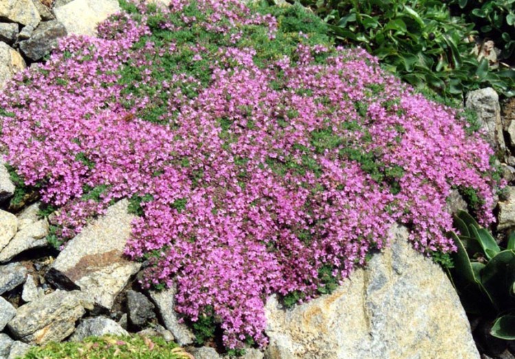 THYMUS PRAECOX MINOR