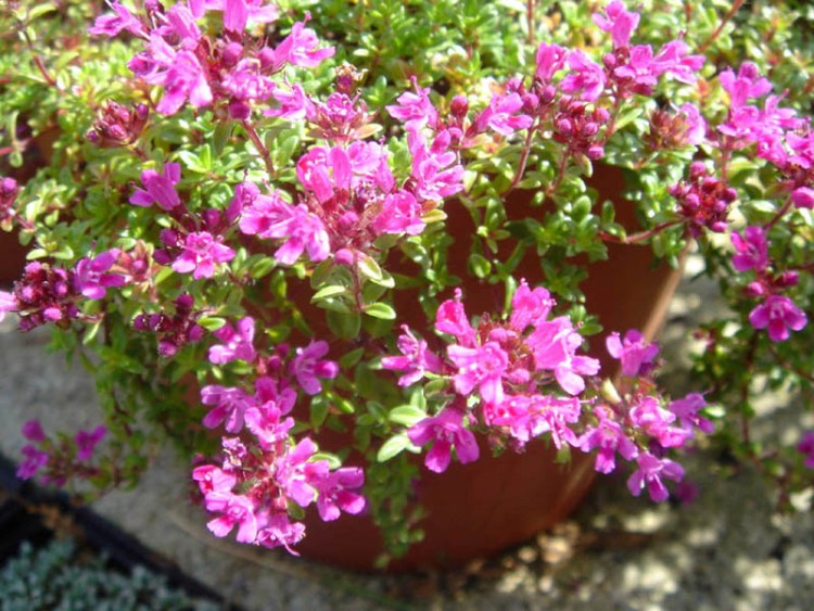 THYMUS PRAECOX MINOR