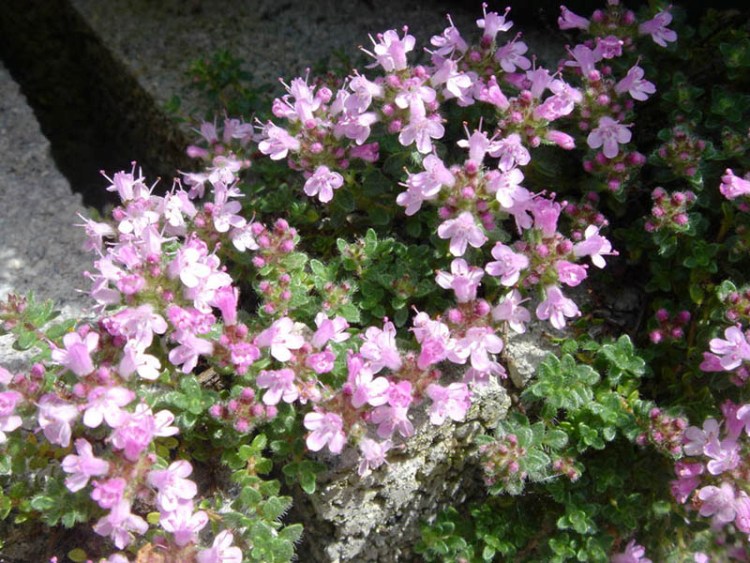 THYMUS PRAECOX PINK CHINTZ