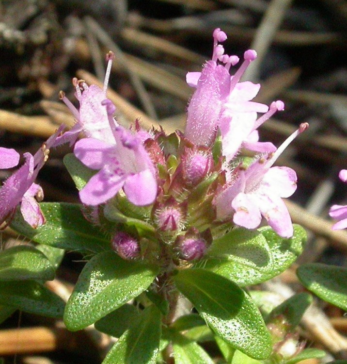THYMUS PRAECOX PINK CHINTZ