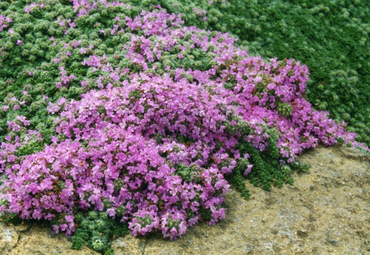 THYMUS PRAECOX PSEUDOLANUGINOSUS
