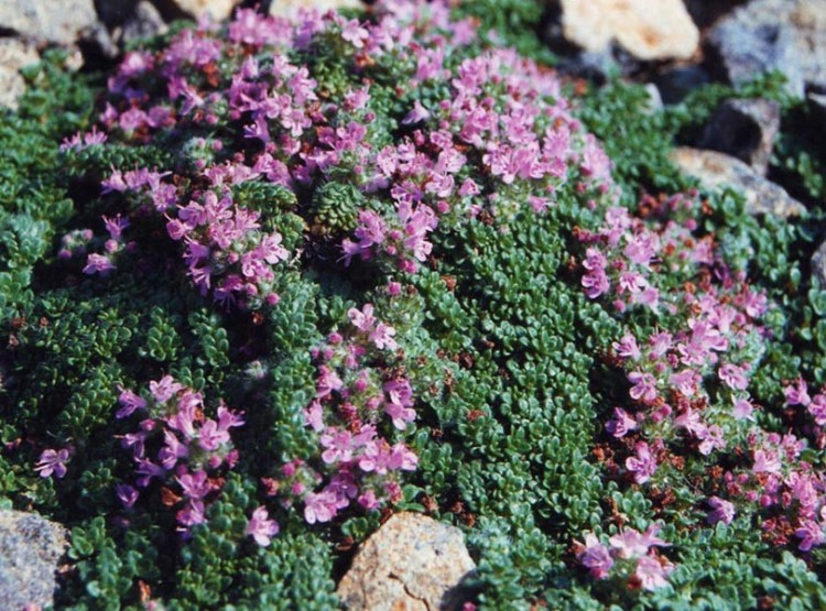 THYMUS PRAECOX PSEUDOLANUGINOSUS