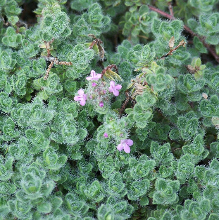 THYMUS PRAECOX PSEUDOLANUGINOSUS