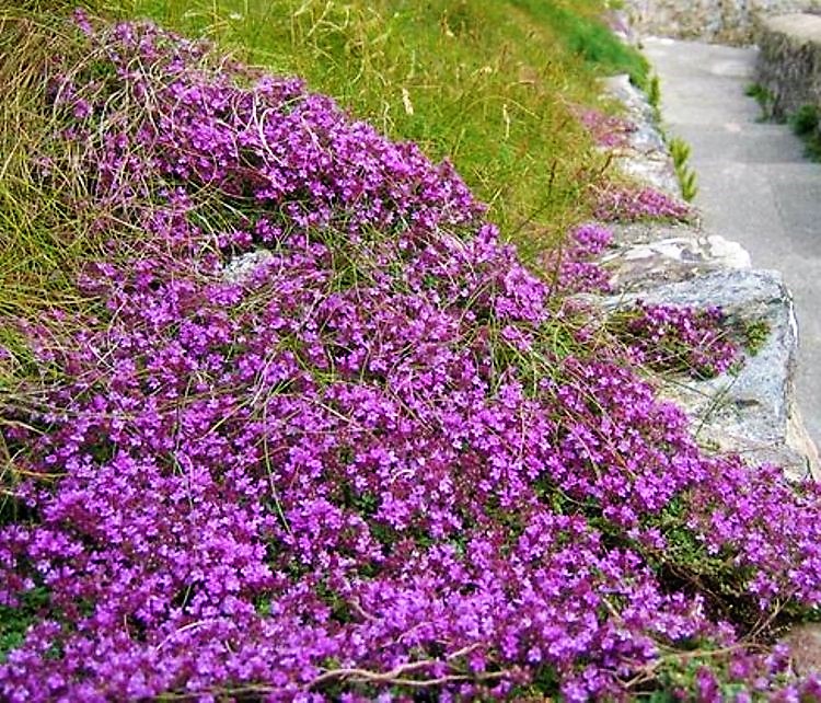 THYMUS PRAECOX PURPLE BEAUTY