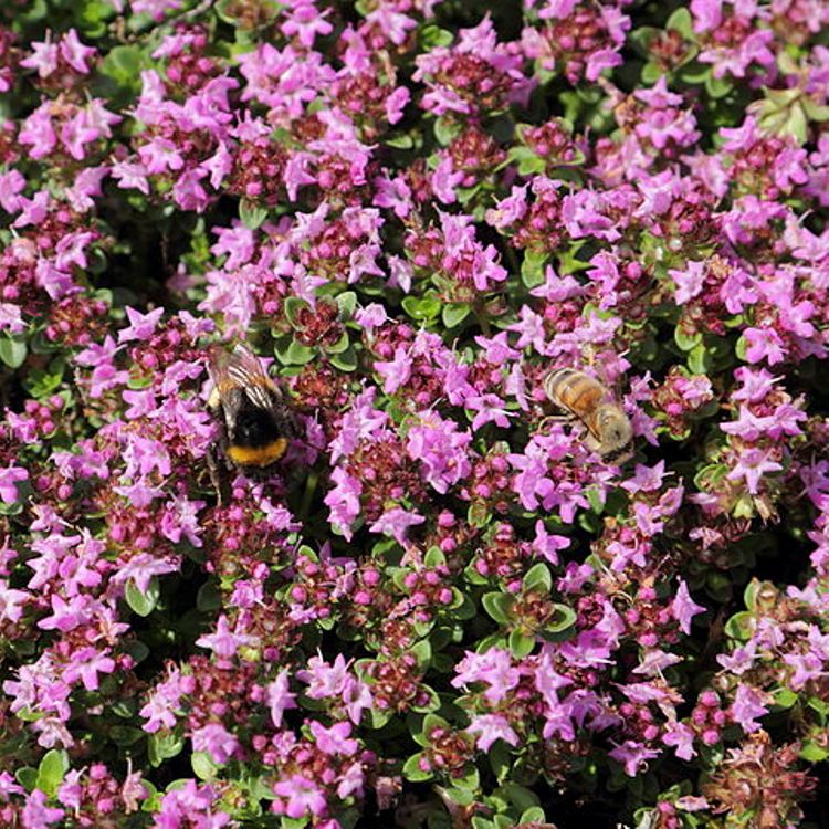 THYMUS PRAECOX PURPLE BEAUTY