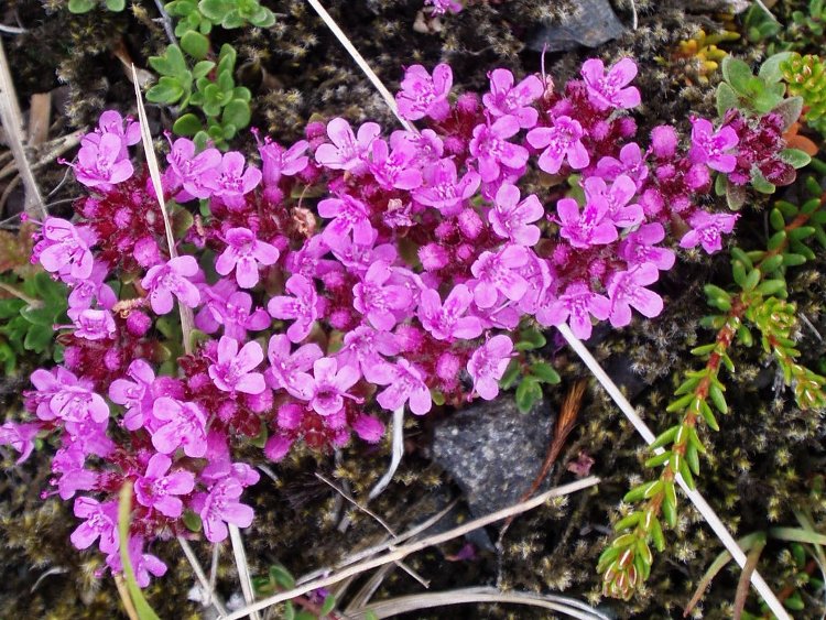 THYMUS PRAECOX PURPLE BEAUTY