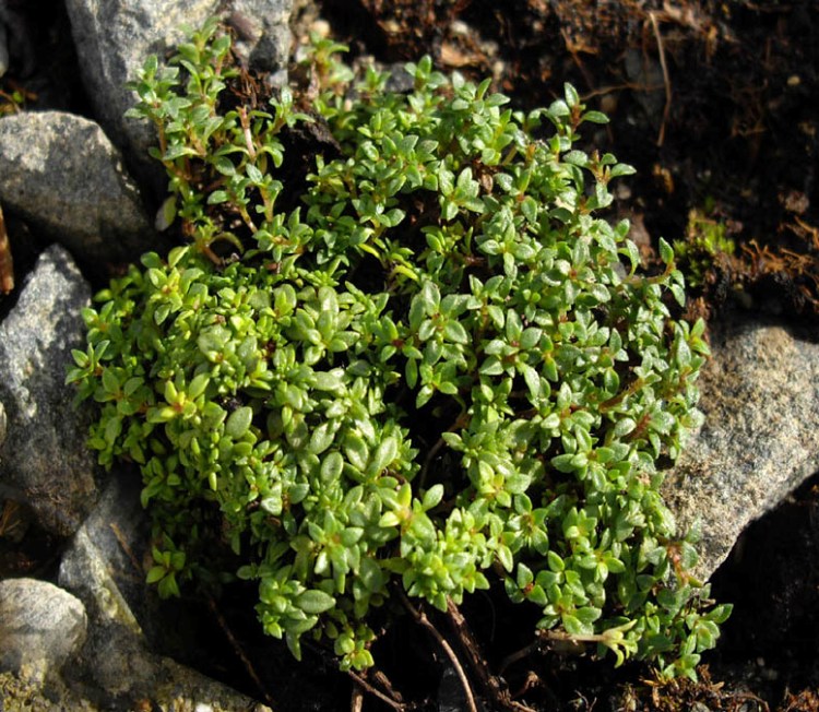 THYMUS PRAECOX PYGMAEUS