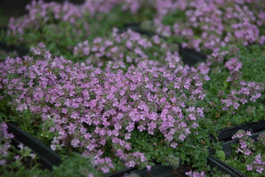 THYMUS PRAECOX PYGMAEUS