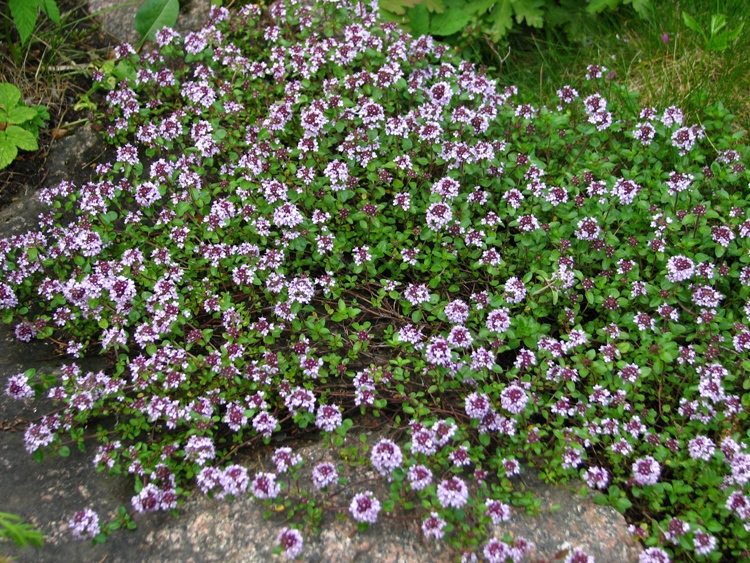 THYMUS SERPHYLLUM