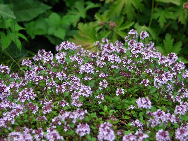 THYMUS SERPHYLLUM