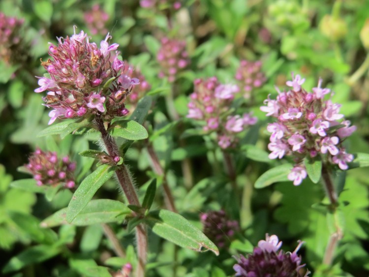THYMUS SERPHYLLUM