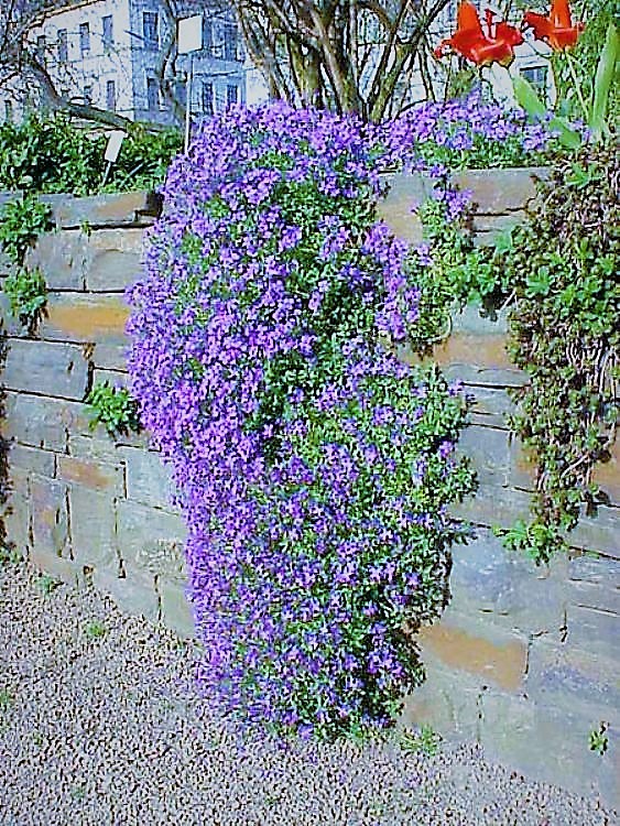 AUBRIETA X CULTORUM ROYAL BLUE
