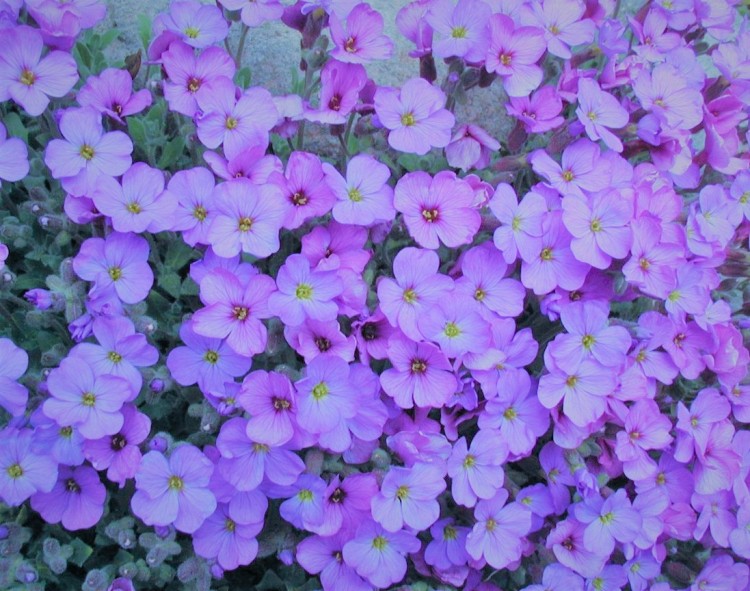 AUBRIETA X CULTORUM ROYAL BLUE