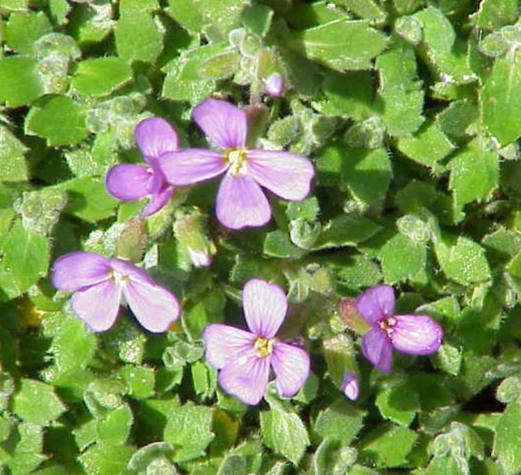 AUBRIETA X CULTORUM ROYAL BLUE