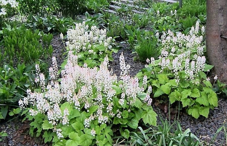 TIARELLA CORDIFOLIA