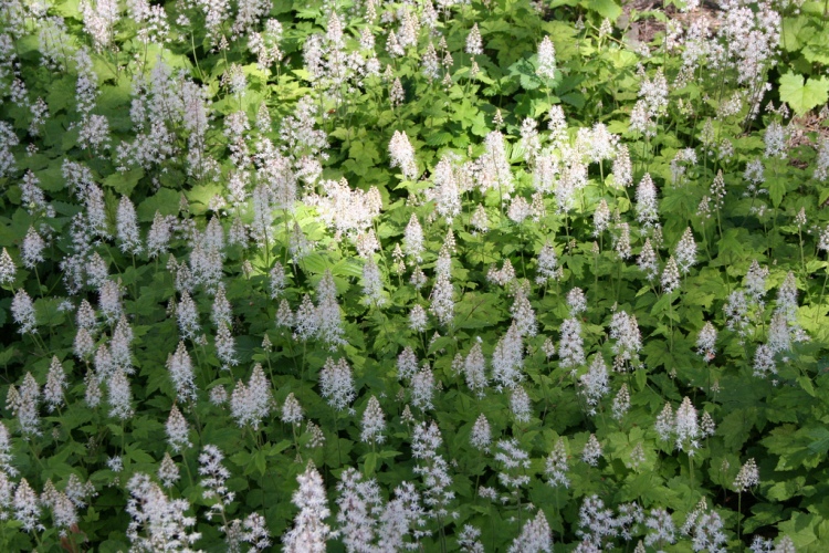 TIARELLA CORDIFOLIA