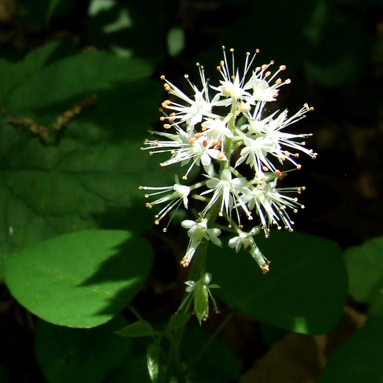 TIARELLA CORDIFOLIA