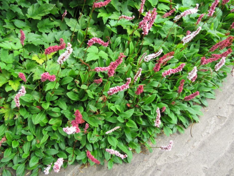PERSICARIA AFFINIS SUPERBA
