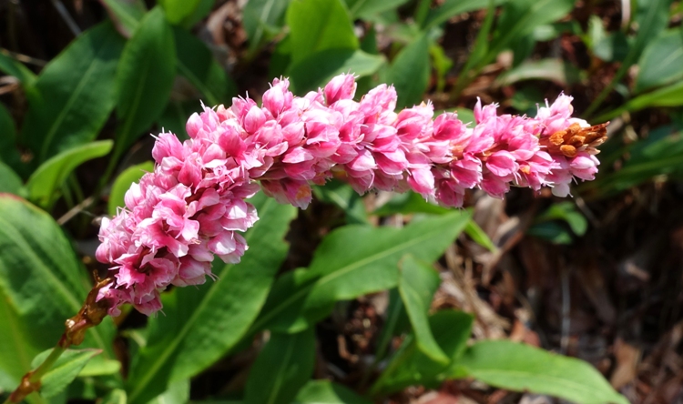 PERSICARIA AFFINIS SUPERBA