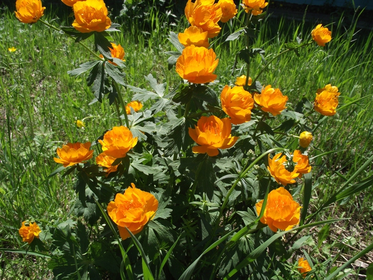 TROLLIUS CHINENSIS GOLDKÖNIGIN