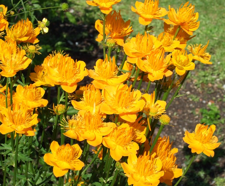 TROLLIUS CHINENSIS GOLDKÖNIGIN