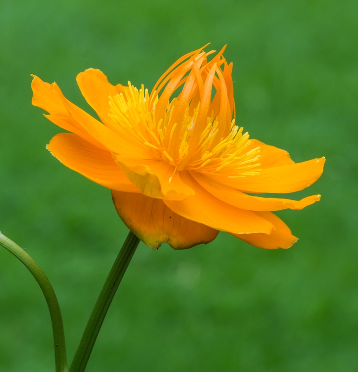 TROLLIUS CHINENSIS GOLDKÖNIGIN